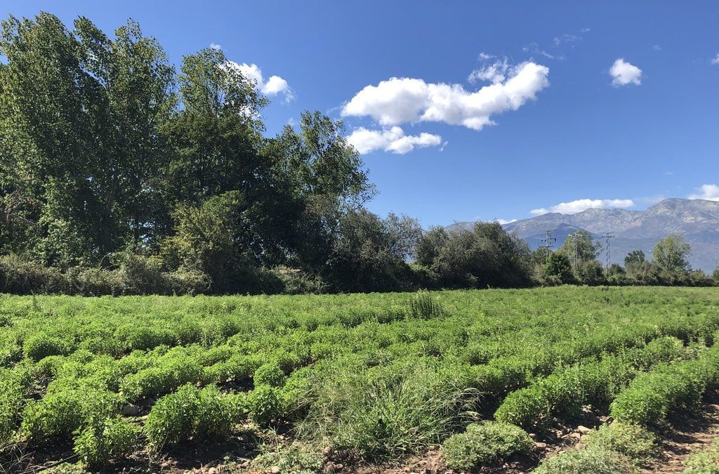 Algo de inspiración…