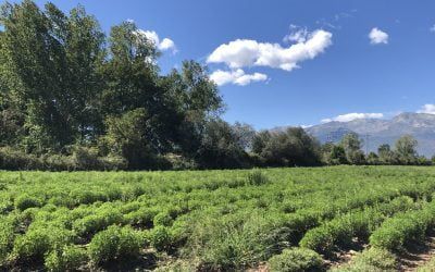 Algo de inspiración…